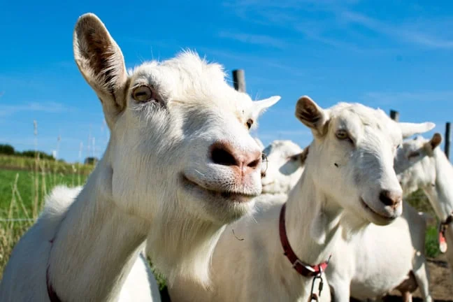 The first thing vibe coding builds is confidence it will help you succeed